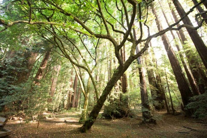 Best Tour to Book in San Francisco: Muir Woods Redwoods