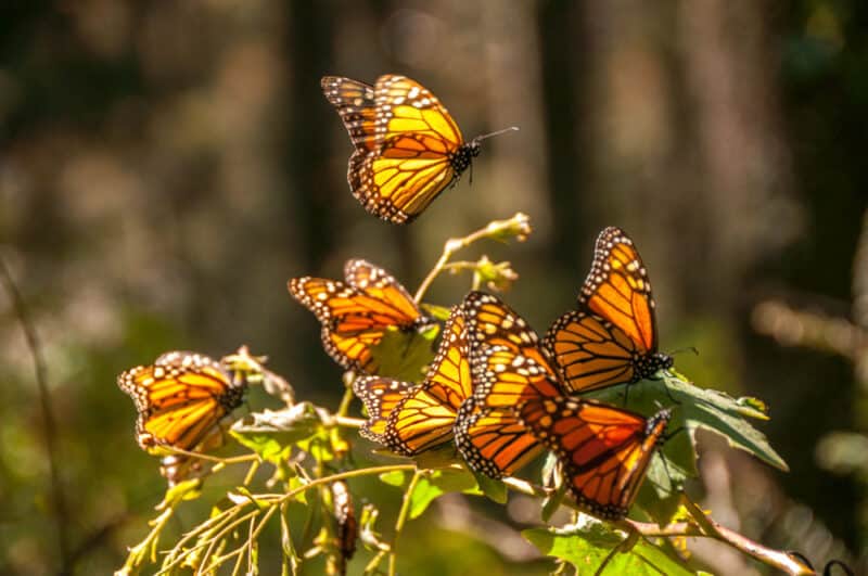 Cool Things to do in Mexico: Monarch Butterfly Biosphere Reserve