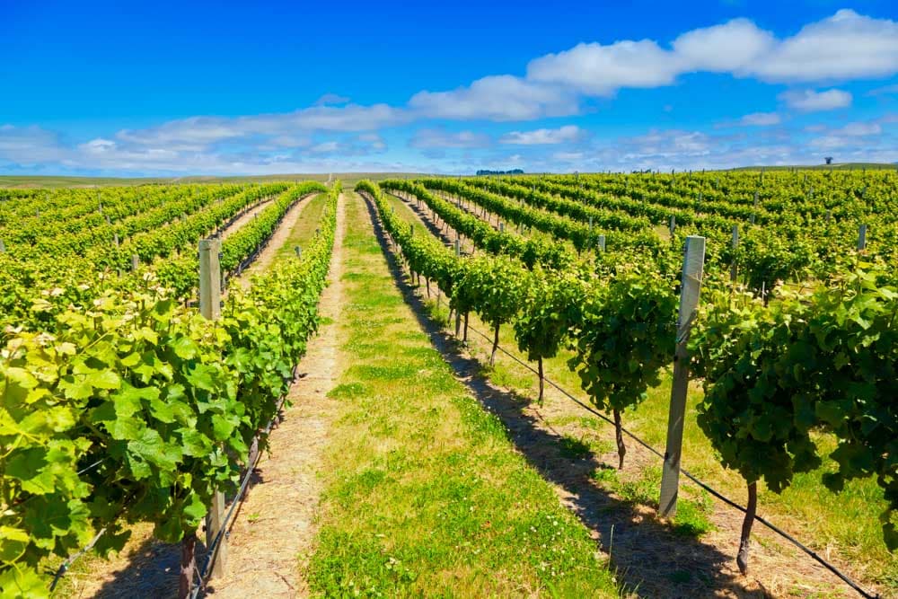Cool Things to do in Wellington, New Zealand: Vineyards