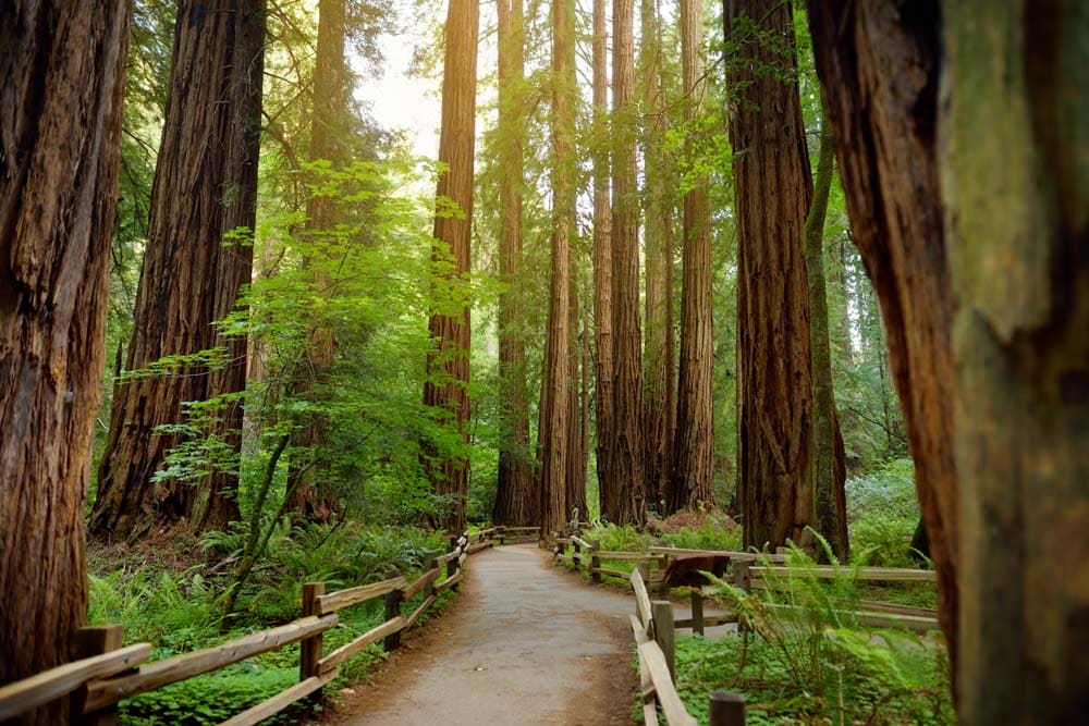 Cool Tour to Book in San Francisco: Muir Woods Redwoods