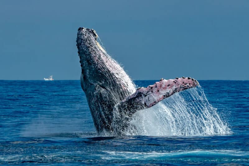 Mexico Things to do: Whale Watching in Baja California