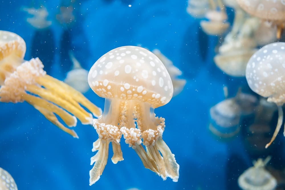 San Francisco Tours You Have to Book: VIP at the Aquarium of the Bay