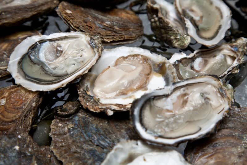 Traditional Foods to Try in Massachusetts: Oysters