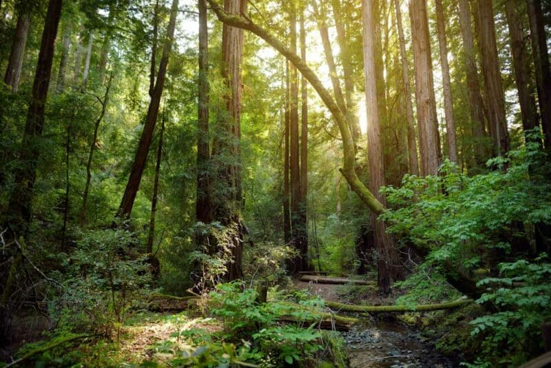 Unique Tour to Book in San Francisco: Muir Woods Redwoods
