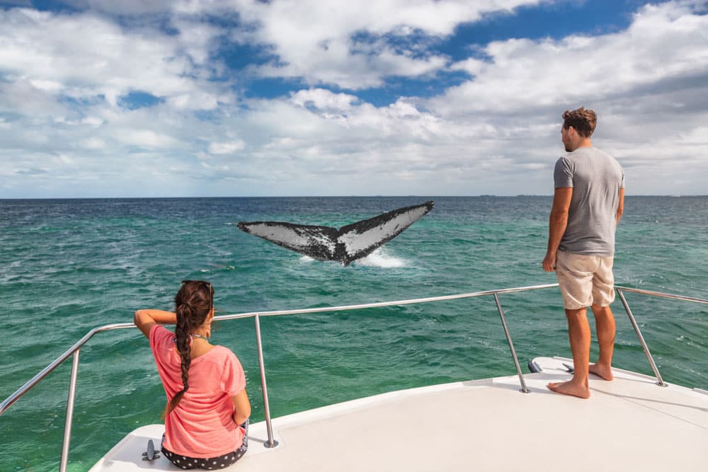 What to do in Mexico: Whale Watching in Baja California