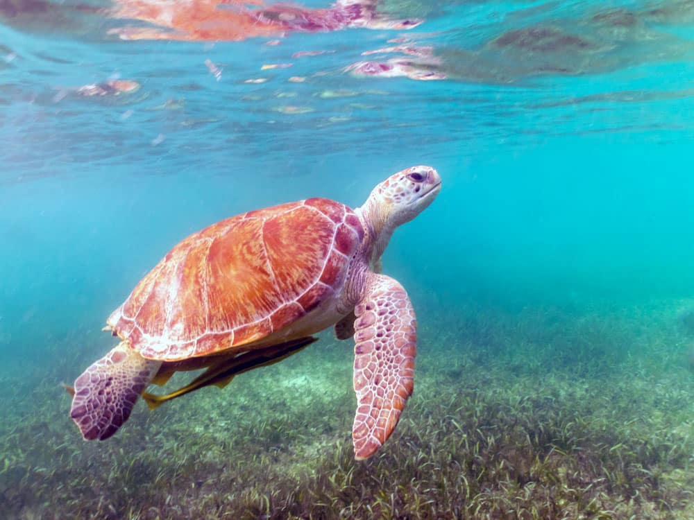 What to do in Playa del Carmen: Turtles in Akumal