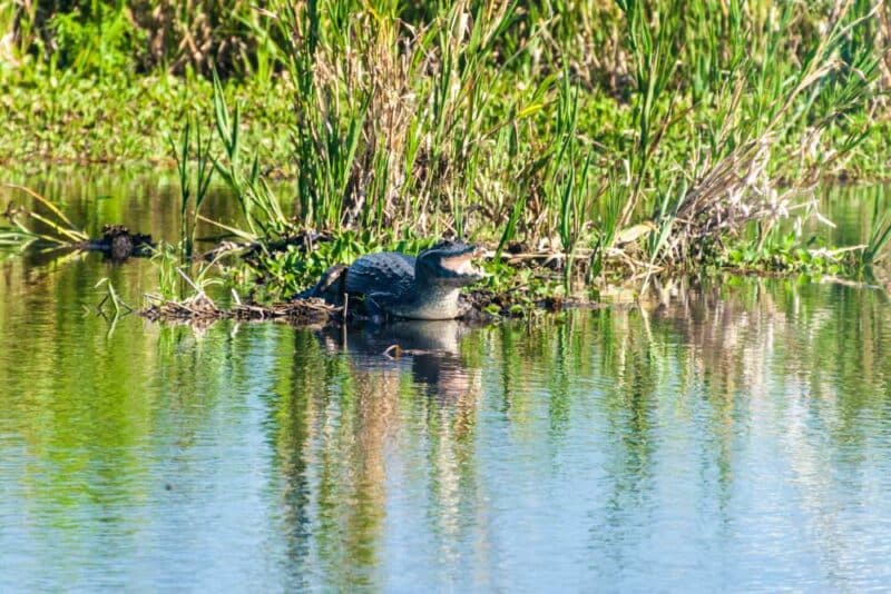 Argentina Bucket List: Ibera Wetlands