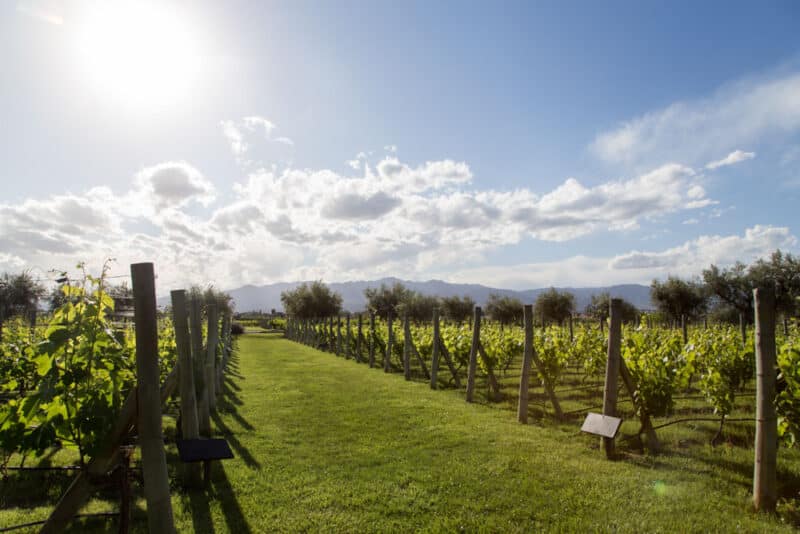 Argentina Things to do: Best Wine in Mendoza 