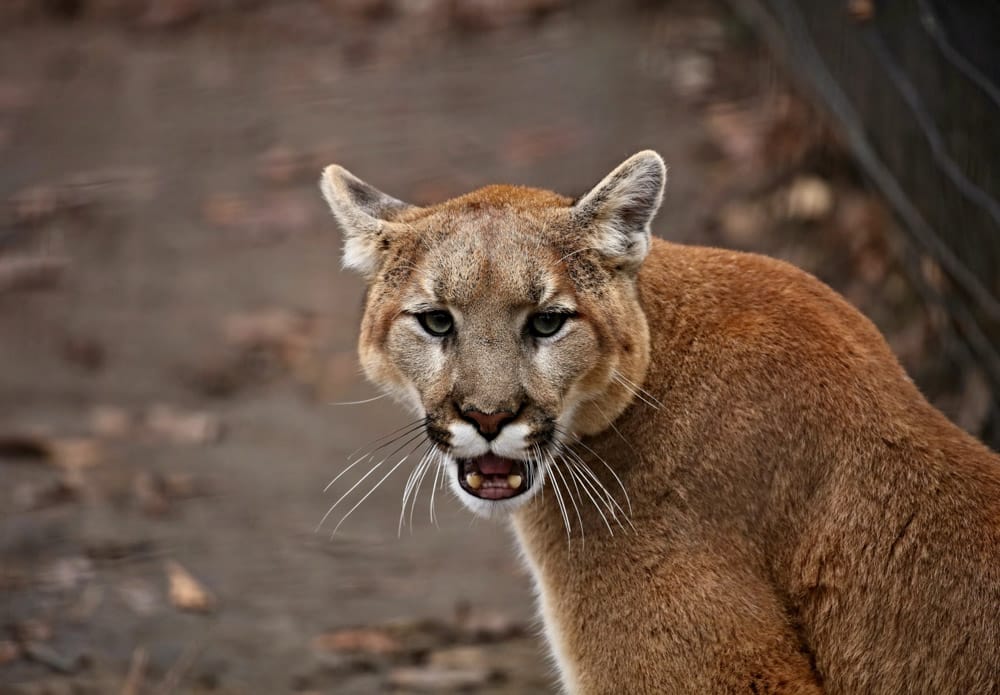 Best Things to do in Argentina: Pumas in Northern Santa Cruz Province