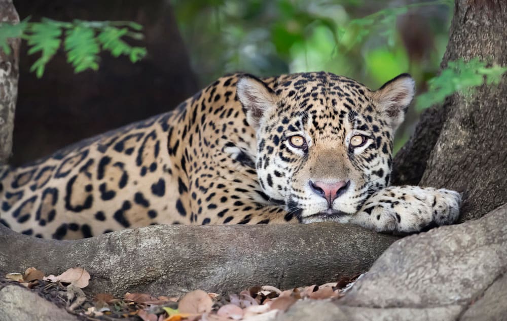 Best Things to do in San Jose, Costa Rica: Rescate Wildlife Rescue Center