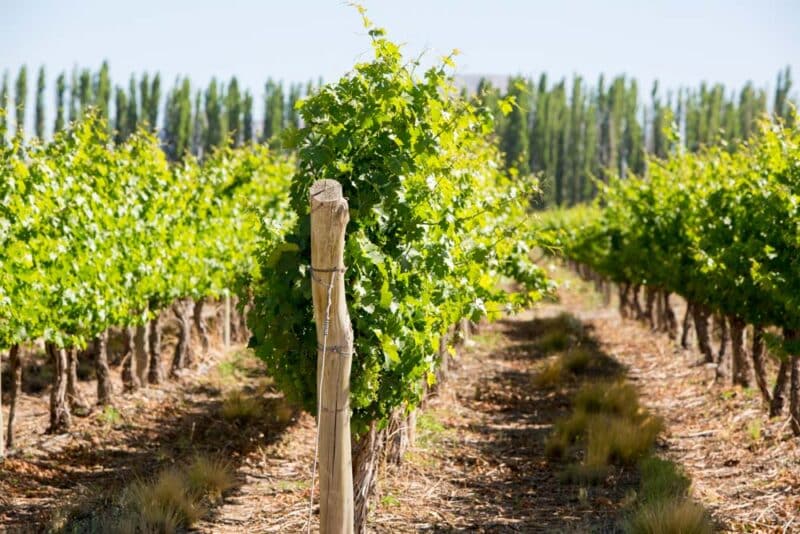 Cool Things to do in Argentina: Best Wine in Mendoza 
