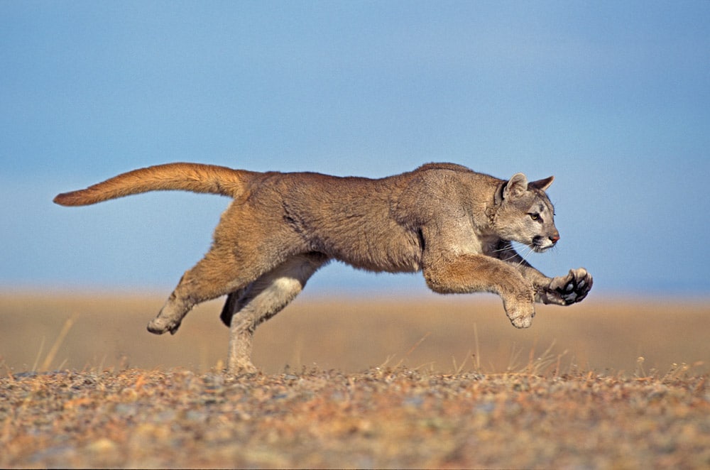 Cool Things to do in Argentina: Pumas in Northern Santa Cruz Province