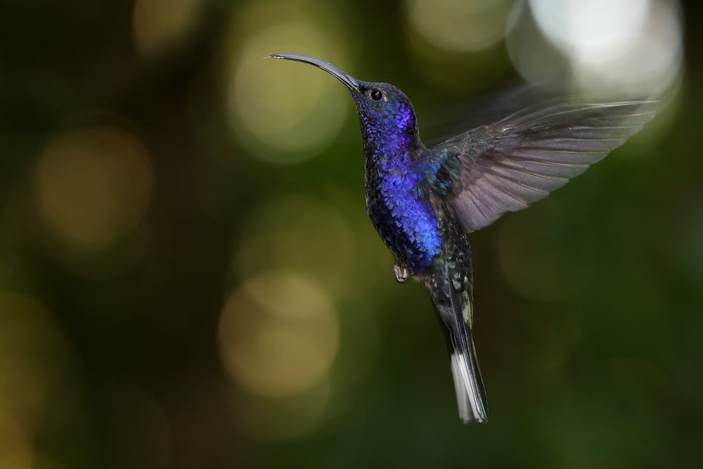 Fun Things to do in Monteverde, Costa Rica: Monteverde Hummingbird