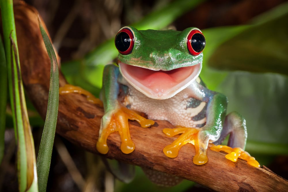 Monteverde, Costa Rica Bucket List: Frog Pond