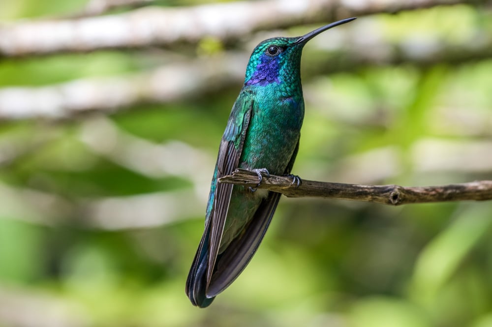 Unique Things to do in Monteverde, Costa Rica: Monteverde Hummingbird