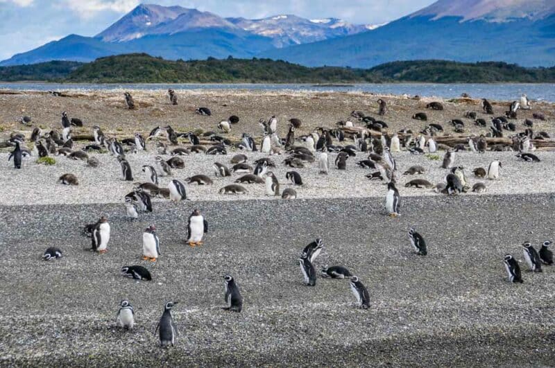 What to do in Argentina: Beagle Channel 