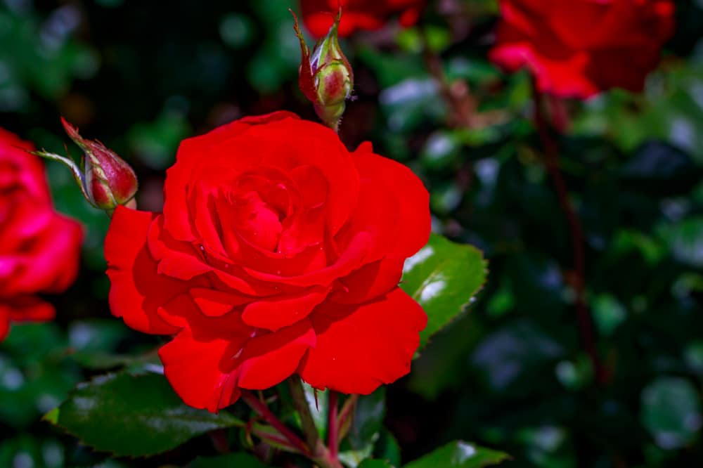 3 Days in Portland Weekend Itinerary: International Rose Test Garden