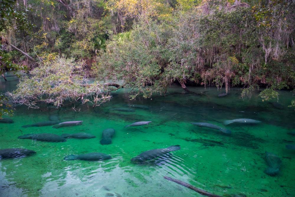 Best Places to Visit Near Orlando: Blue Springs State Park