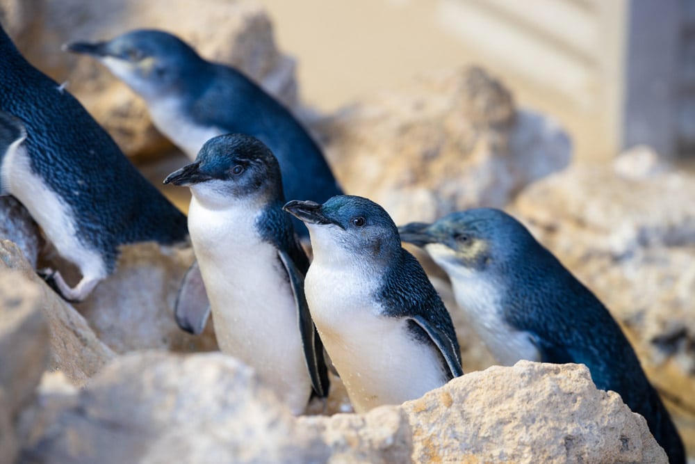 Fun Things to do in Perth, Australia: Penguin Island