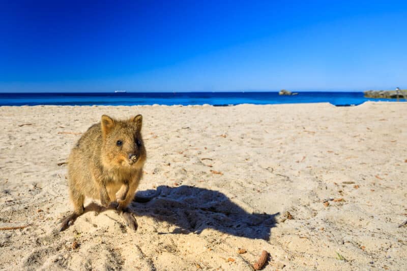 Fun Things to do in Perth, Australia: Rottnest Island