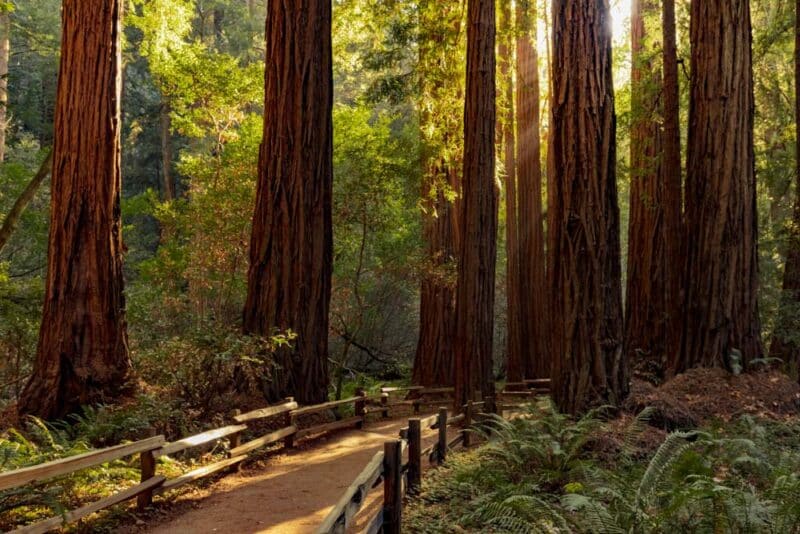 Quick Getaway from San Francisco: Muir Woods National Monument