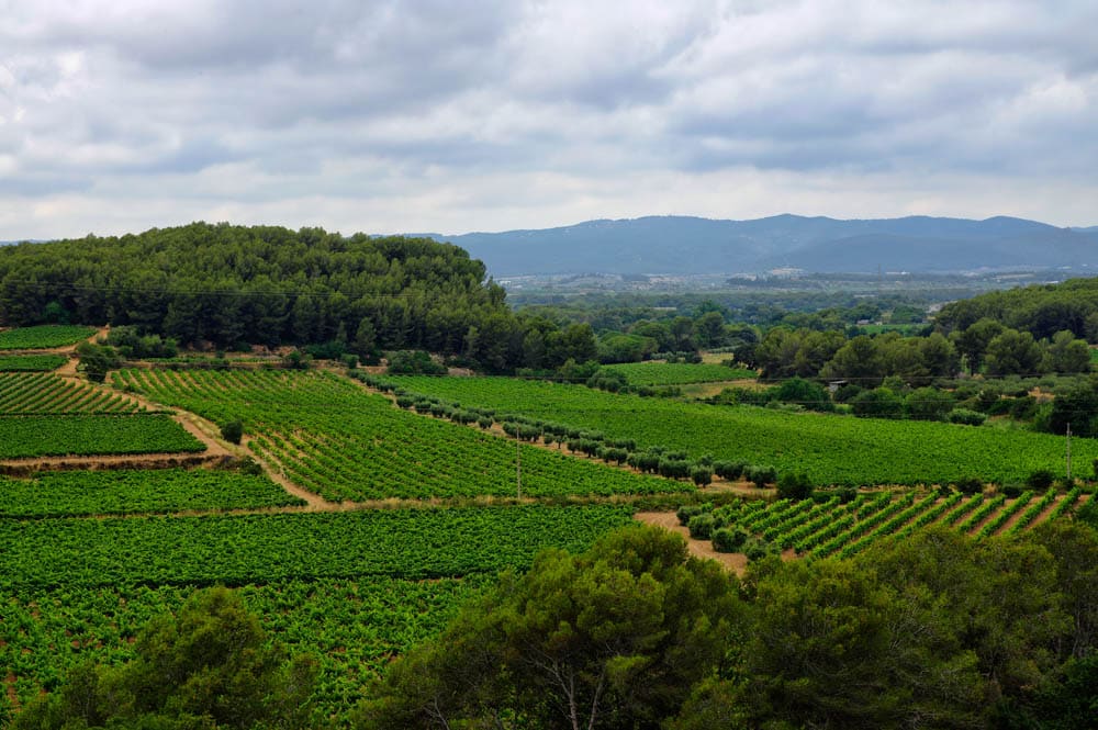 Best Places to Visit Near Barcelona: Penedes Vineyards