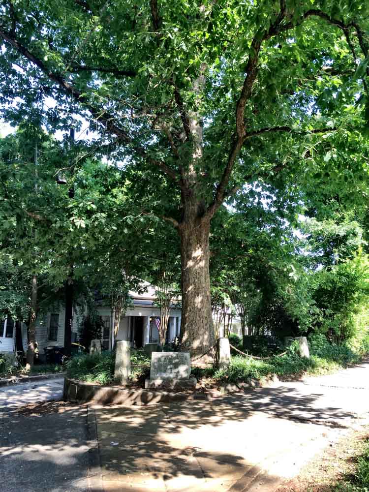 Best Things to do in Athens, Georgia: Tree That Owns Itself