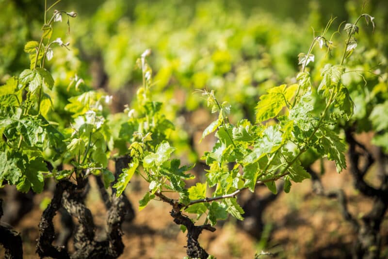 Best Things to do in Menorca, Spain: Wine Tasting at a Vineyard