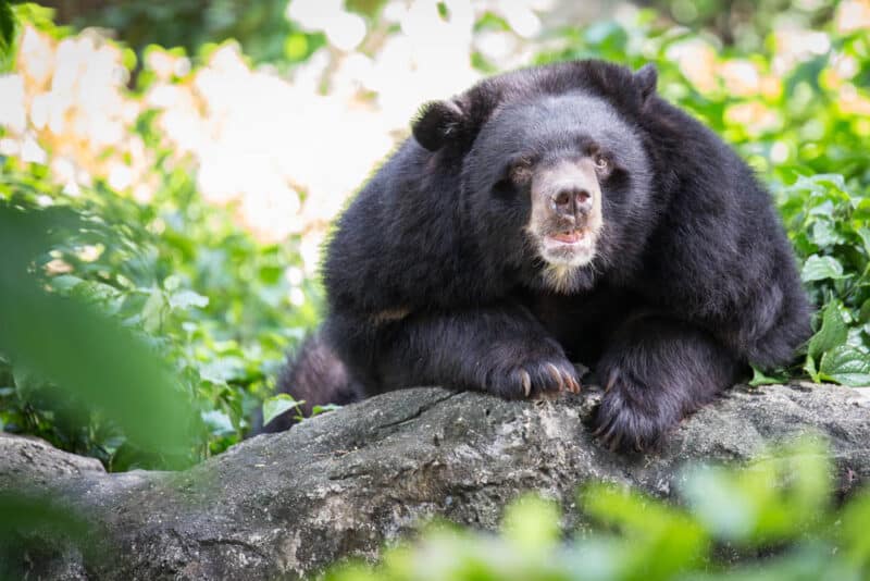 Cool Things to do in Athens, Georgia: Bear Hollow Zoo