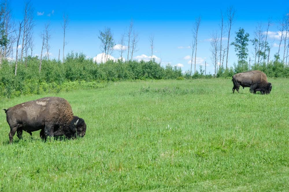 Cool Things to do in Edmonton: Elk Island National Park