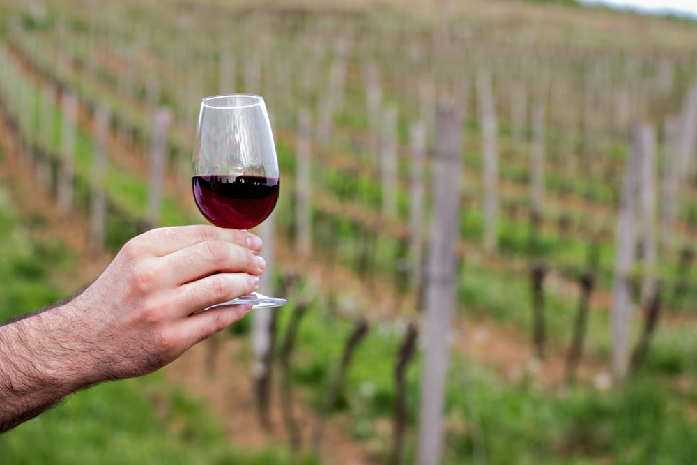 Cool Things to do in Menorca, Spain: Wine Tasting at a Vineyard