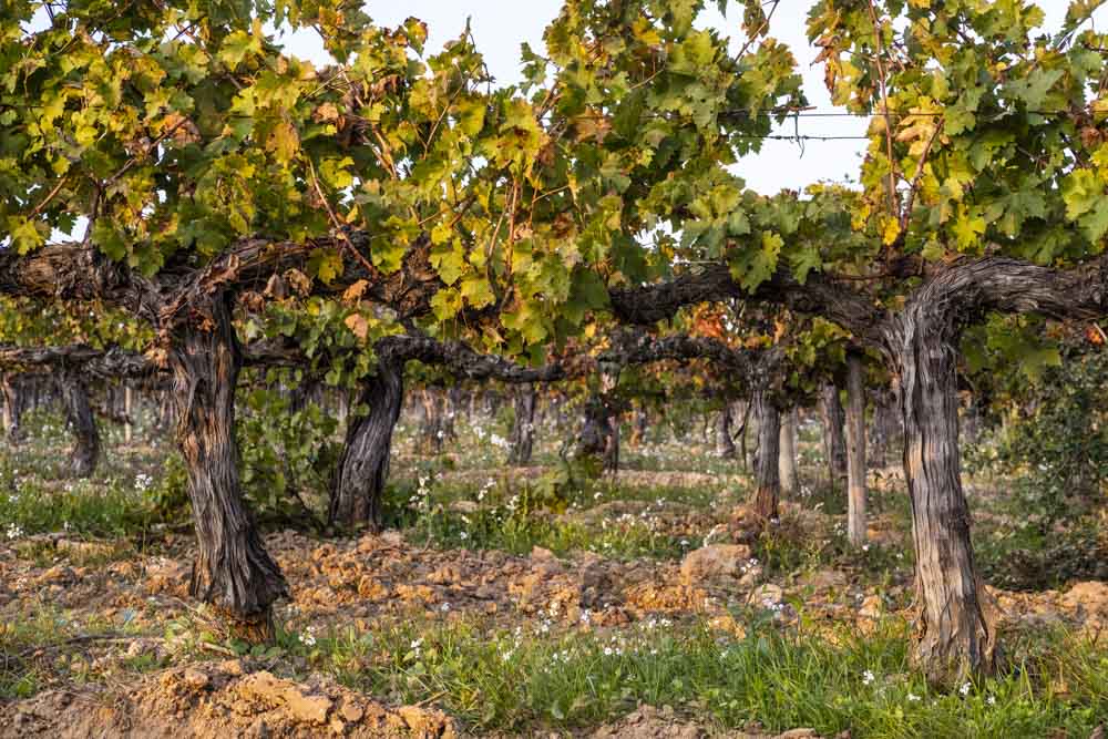 Day Trips from Barcelona: Penedes Vineyards
