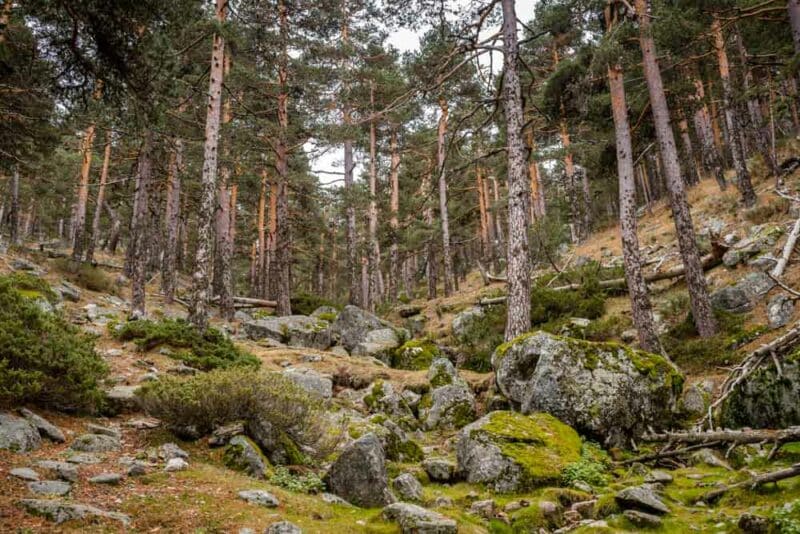 Day Trips from Madrid, Spain: Guadarrama National Park