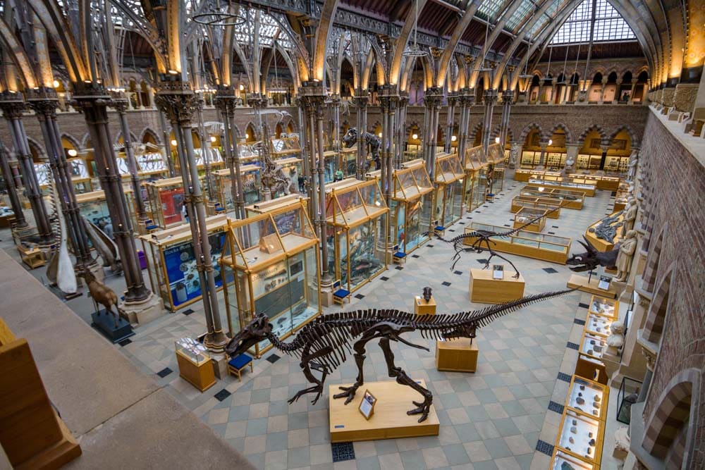 Fun Things to do in Oxford: Pitt Rivers Museum