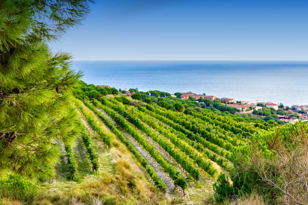 Quick Getaway from Barcelona: Alella Winery