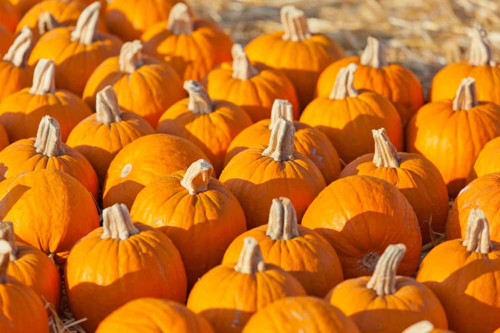 Spooky Halloween Towns to Visit: Pumpkin Festival