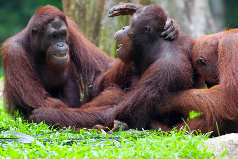 2 Weeks in Malaysia Itinerary: Sepilok Orangutan Rehabilitation Centre