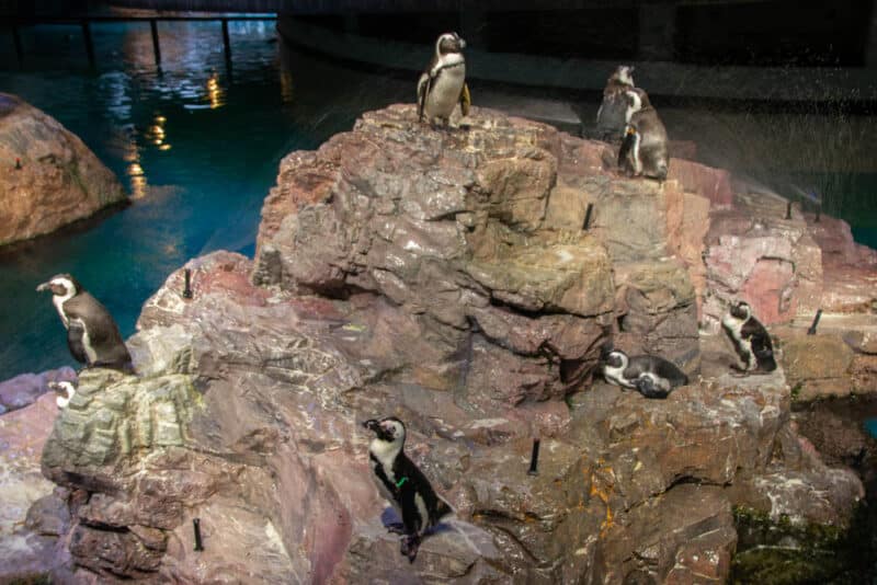 Best Things to do in Boston in the Rain: New England Aquarium