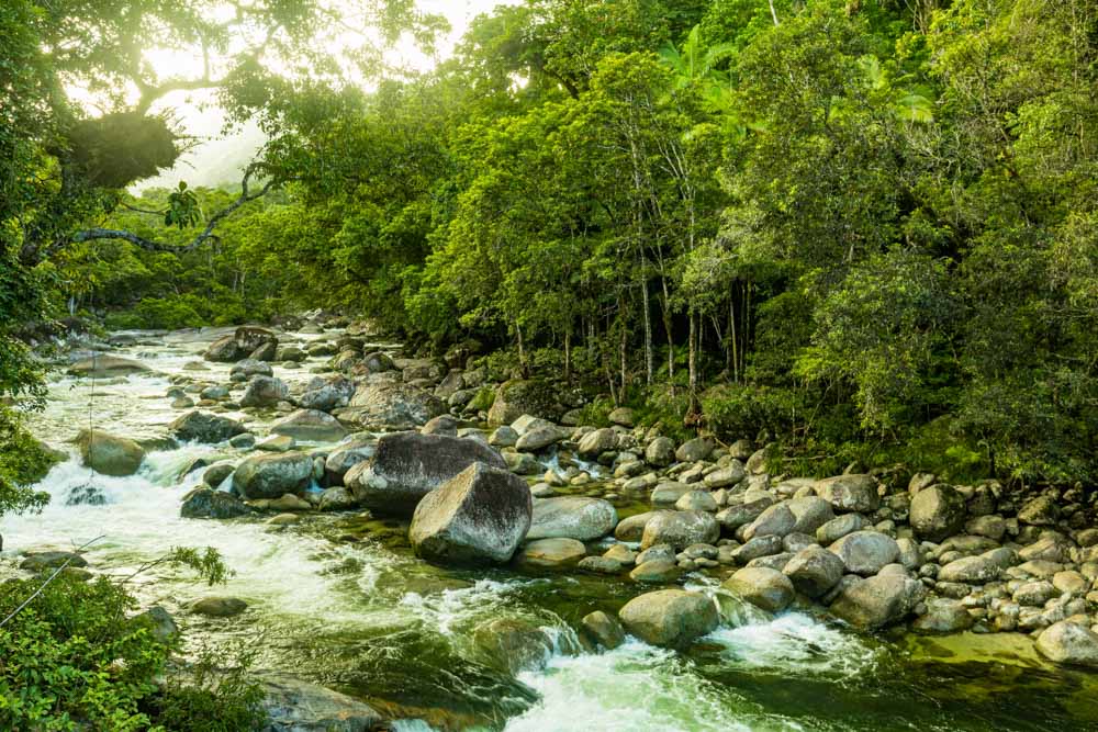 Best Things to do in Cairns, Australia: Daintree Rainforest
