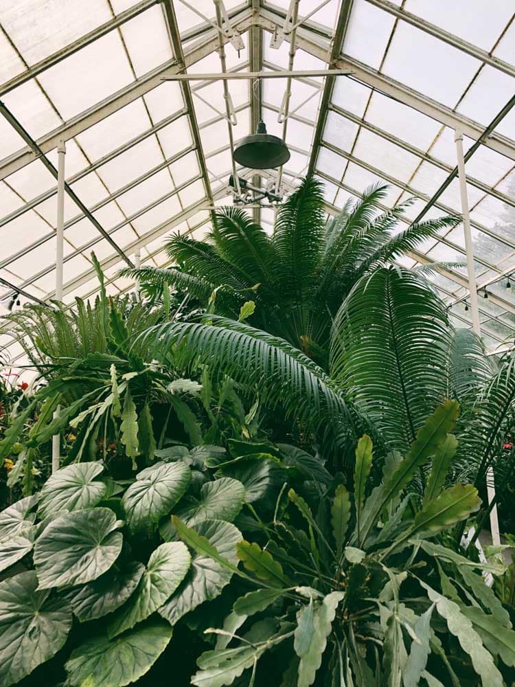 Best Things to do in Seattle in the Rain: Volunteer Park Conservatory