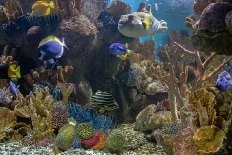 Cool Things to do in Boston in the Rain: New England Aquarium