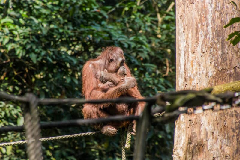 Malaysia Two Week Itinerary: Sepilok Orangutan Rehabilitation Centre