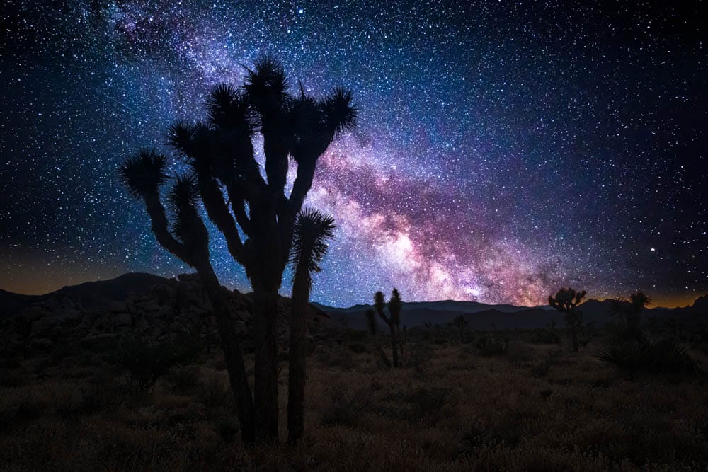 Places in the US to Visit in the Winter: Joshua Tree National Park