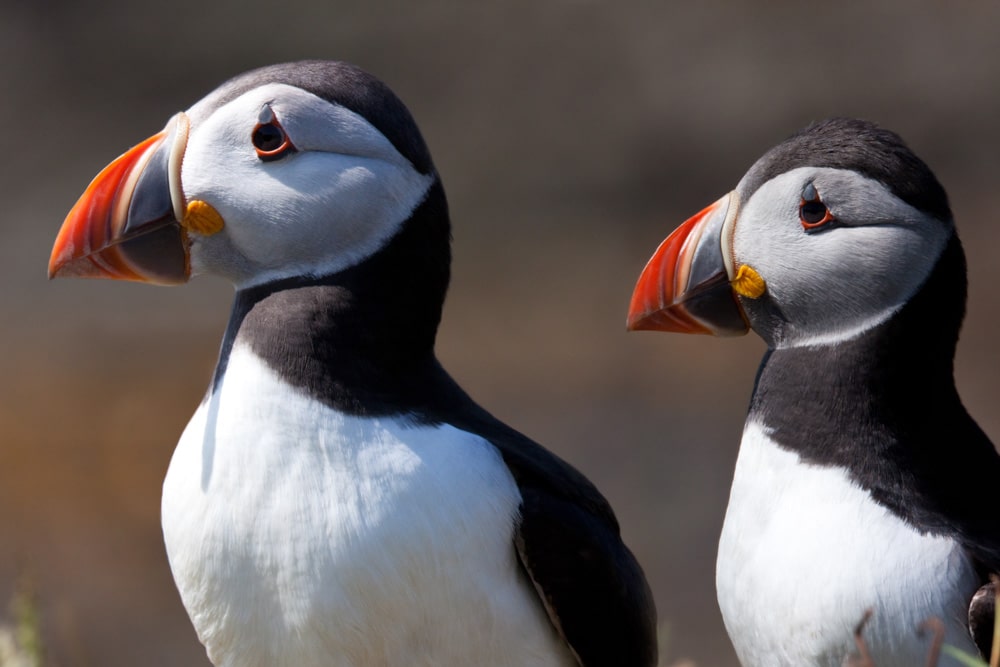 Unique Things to do in Acadia National Park, Maine: Puffin