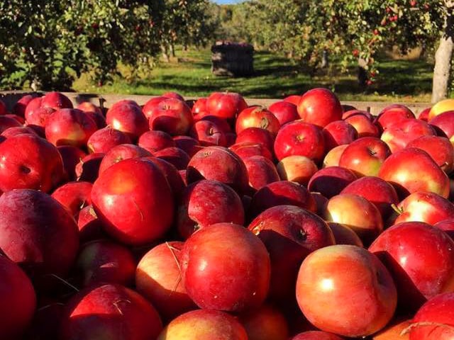 Unique Things to do in Berkshires, Massachusetts: Hilltop Orchards