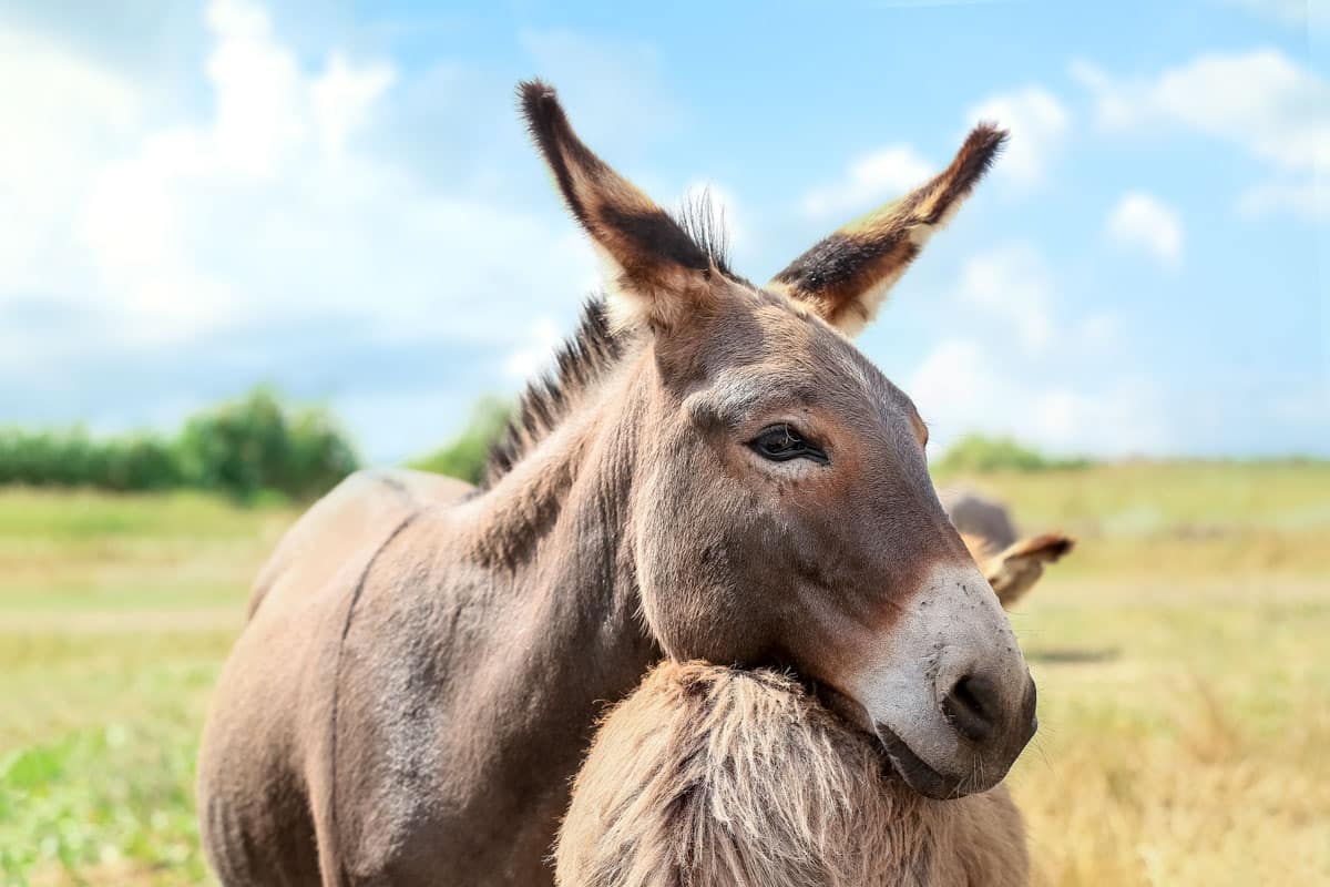 Aruba Bucket List: Donkey Sanctuary