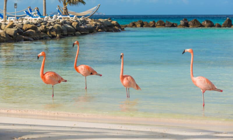 The Best Luxury Hotels in Aruba