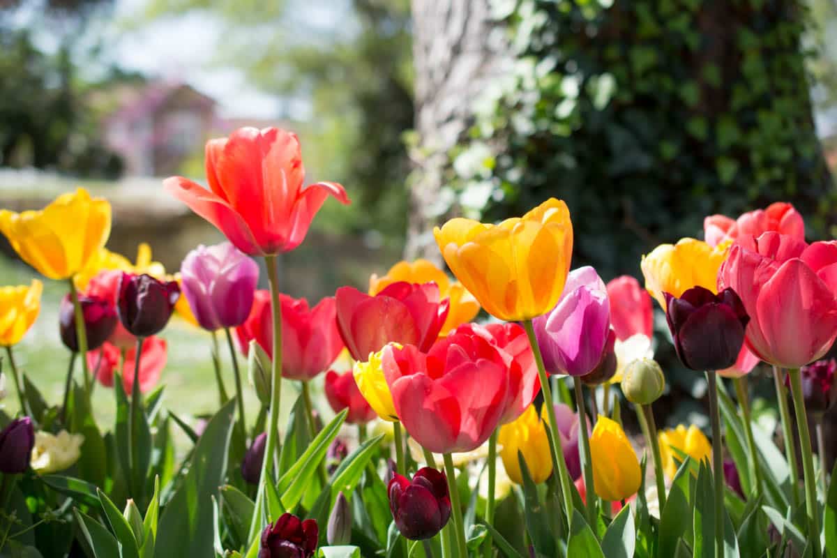 Best Things to do in San Francisco in March: Queen Wilhelmina Tulip Garden