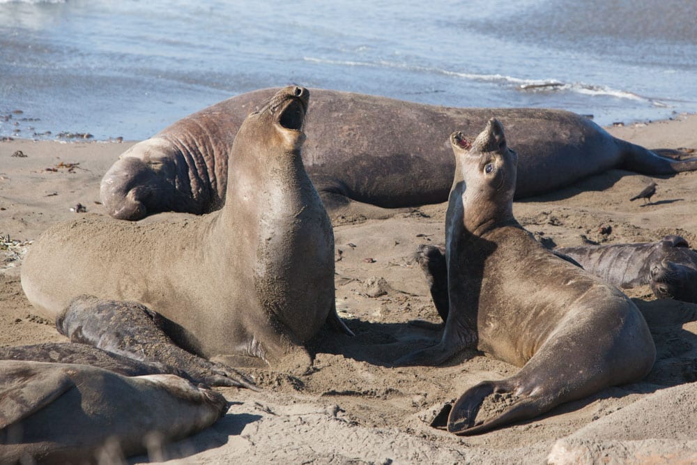 California in February Bucket List: Elephant Seals in San Simeon