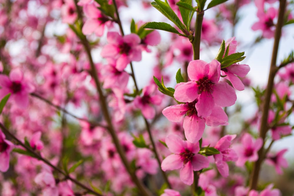 Cool Things to do in California in February: Almond Blossom Festival